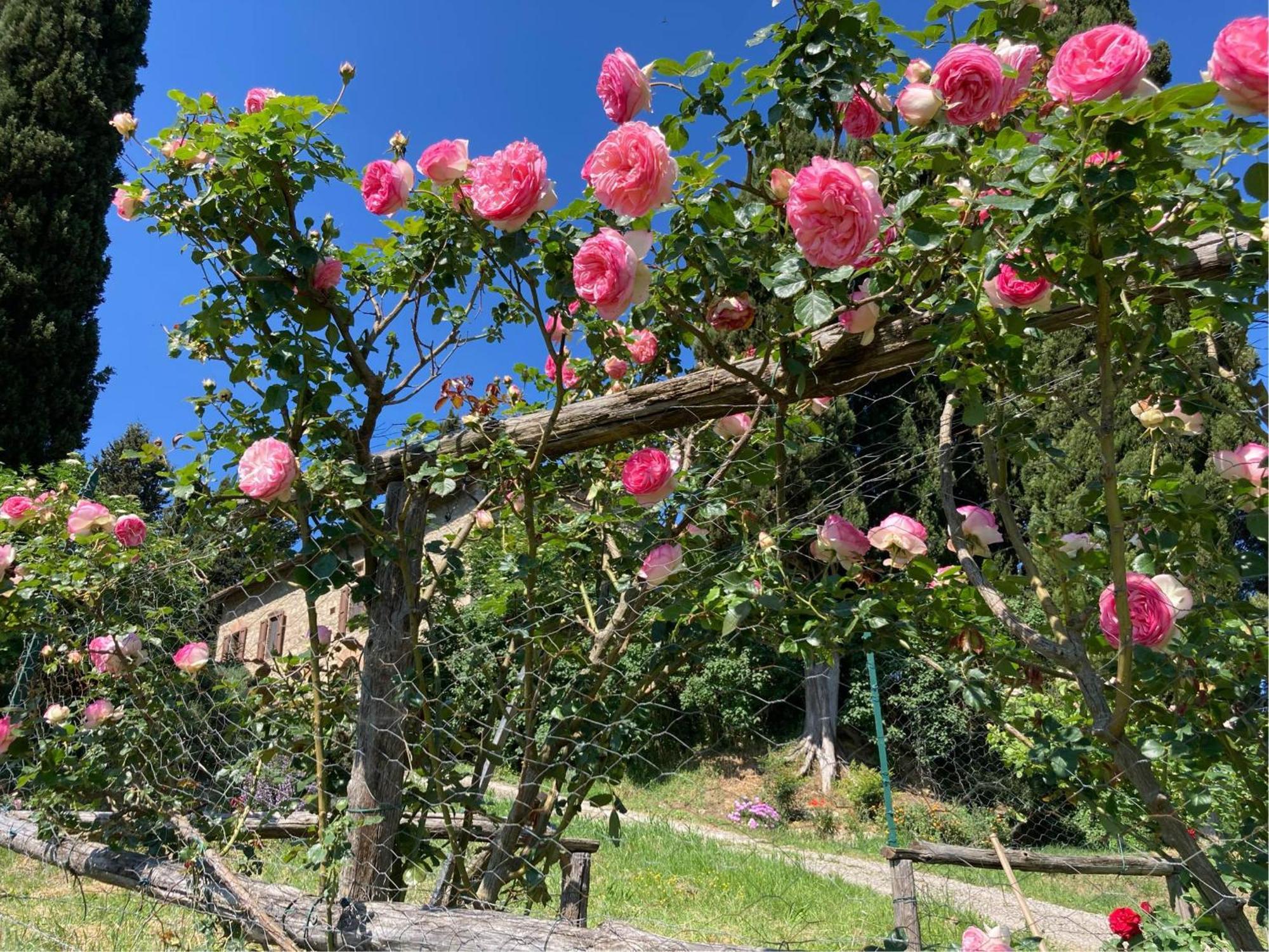 Agriturismo Il Caio Cetona Exteriér fotografie