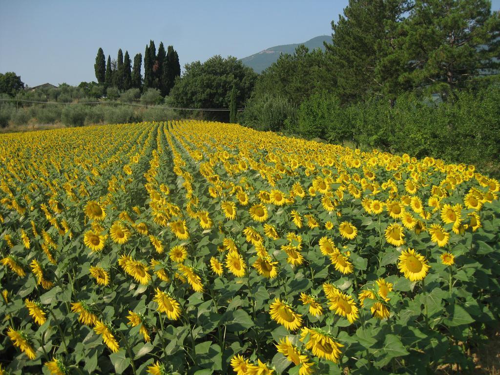 Agriturismo Il Caio Cetona Exteriér fotografie